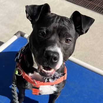 Pit Bull Terrier Dogs Available for Adoption - Prancer  | PetCurious