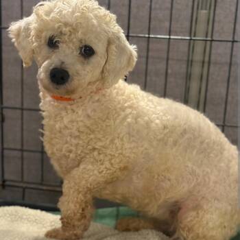 Susie -  Bichon Frise Dog for Adoption in Dekalb, Illinois - Susie | PetCurious