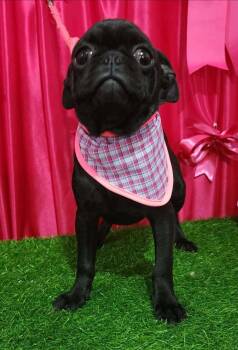 Pug Dogs Available for Adoption in Durango, Colorado - Elvira | PetCurious