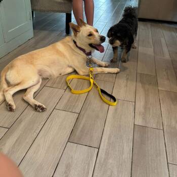 Lady ( Gentle, calm, loving, house broken, low maintenance) -  Yellow Labrador Retriever and Husky Dog for Adoption in Grand Rapids, Michigan - Lady ( Gentle, Calm, Loving, House Broken, Low Maintenance) | PetCurious