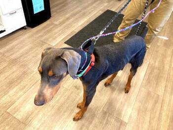 Doberman Pinscher Dogs Available for Adoption in Omaha, Nebraska - Sterling | PetCurious