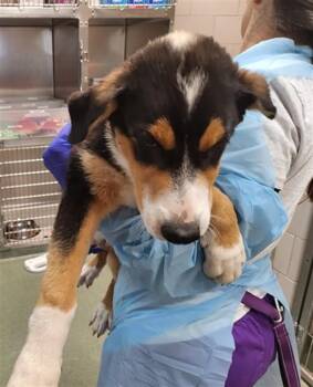 PALMER -  Mixed Breed Dog for Adoption in Santa Fe, New Mexico - PALMER | PetCurious