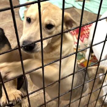 Rescue Shepherd Dogs for Adoption - Nora | PetCurious