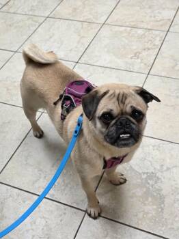 Pug Dogs Available for Adoption in Liverpool, New York - Lilly | PetCurious