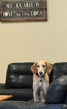 Rescue Foxhound and Beagle Dogs for Adoption in Blanch, North Carolina - Beatrice | PetCurious