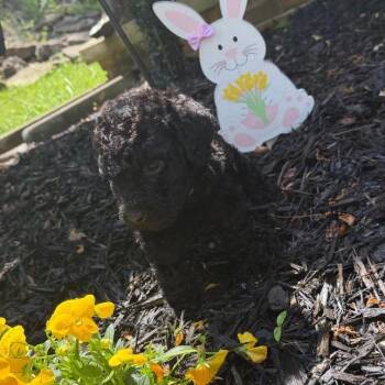 Standard Poodle Dogs Available for Adoption in Rossville, Georgia - Levi | PetCurious