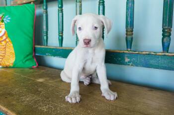 Beastie -  Pit Bull Terrier and Weimaraner Dog for Adoption in San Antonio, Texas - Beastie | PetCurious