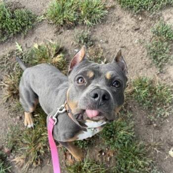 Katana -  Mixed Breed Dog for Adoption in Merriam, Kansas - Katana | PetCurious