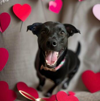 Black Labrador Retriever Dogs Available for Adoption - Jasmine | PetCurious