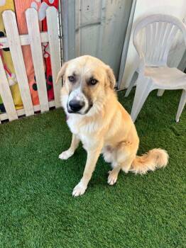 Baymax -  German Shepherd Dog and Mixed Breed Dog for Adoption in Newman, California - Baymax | PetCurious