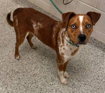 Mixed Breed Dogs Available for Adoption in Kansas City, Missouri - Chili Pepper | PetCurious