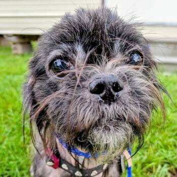 Agatha Weaver "Zipper" -  Shih Tzu and Mixed Breed Dog for Adoption in Houston, Texas - Agatha Weaver "Zipper" | PetCurious