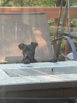 American Bully Dogs Available for Adoption in Wake Forest, North Carolina - Willow | PetCurious