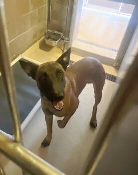 Rescue Belgian Shepherd Malinois and German Shepherd Dog Dogs for Adoption in Blythe, California - HORACE | PetCurious