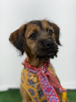 Cockapoo and Schnauzer Dogs Available for Adoption - Jocelyn | PetCurious