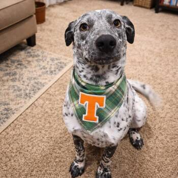 Pointer Dogs Available for Adoption in Houston, Texas - TRUDY (Beautiful, Loving, Super Sweet, Energetic, Everybody Is H | PetCurious