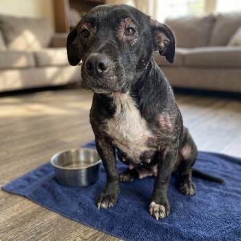 Mazie -  Mixed Breed Dog for Adoption in Jefferson City, Tennessee - Mazie | PetCurious
