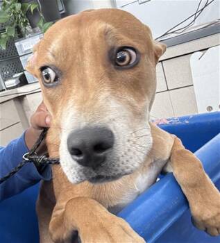 LUCAS -  Mixed Breed Dog for Adoption in Dallas, Texas - LUCAS | PetCurious