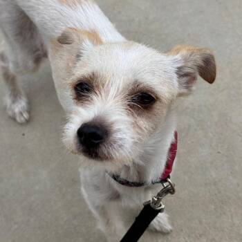 Froyo -  Chihuahua Dog for Adoption in Goleta, California - Froyo | PetCurious