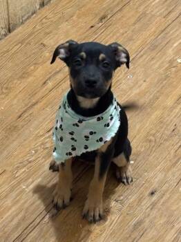 Rescue Rottweiler Dogs for Adoption in Pilot Point, Texas - Doodle | PetCurious