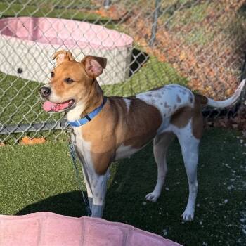 Rescue Mixed Breed Dogs for Adoption in Asheville, North Carolina - Sadie | PetCurious