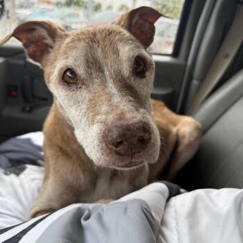 Boss -  Mixed Breed Dog for Adoption in Lake Jackson, Texas - Boss | PetCurious
