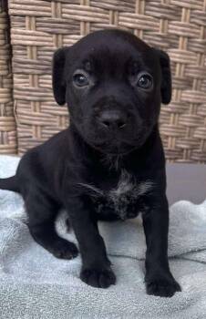 Rescue Border Collie and Labrador Retriever Dogs for Adoption in Kiowa, Oklahoma - Cattle Kate | PetCurious