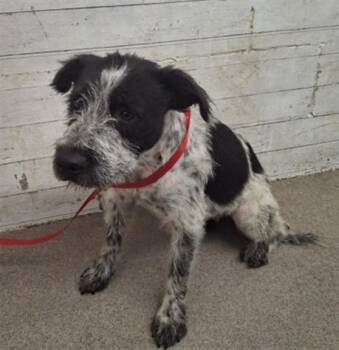 WISTERIA -  Australian Cattle Dog Blue Heeler and Mixed Breed Dog for Adoption in San Bernardino, California - WISTERIA | PetCurious