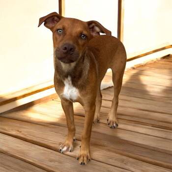 Rescue Labrador Retriever Dogs for Adoption in Kenedy, Texas - Sandy | PetCurious