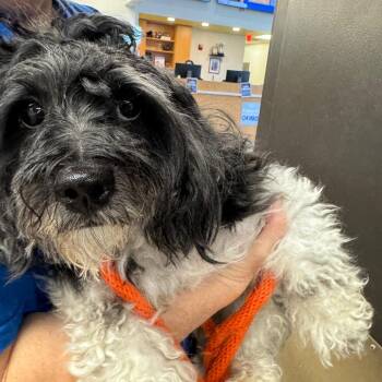 Poodle and Mixed Breed Dogs Available for Adoption - YORK-Stray-14916 | PetCurious