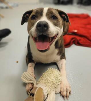 Arabelle 1701-21 -  Pit Bull Terrier and Mixed Breed Dog for Adoption in Cumming, Georgia - Arabelle 1701-21 | PetCurious