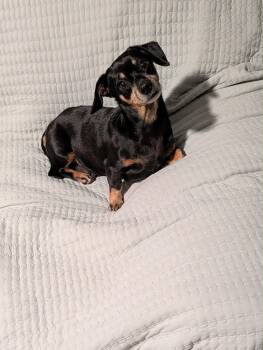 Ruby (Bonded with Rosie) -  Chihuahua and Dachshund Dog for Adoption in Stoughton, Massachusetts - Ruby (Bonded With Rosie) | PetCurious