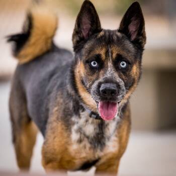 Rescue Australian Cattle Dog Blue Heeler and Husky Dogs for Adoption in Twentynine Palms, California - Kolohei | PetCurious