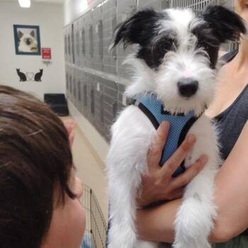 SPRITZ -  Terrier Dog for Adoption in Pleasanton, California - SPRITZ | PetCurious