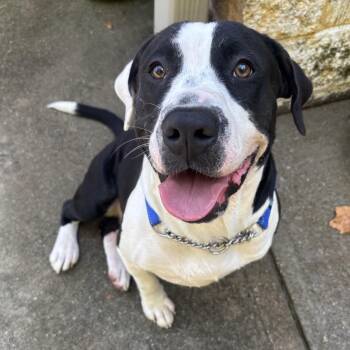 Rescue Pit Bull Terrier Dogs for Adoption in Waynesburg, Pennsylvania - Ashby | PetCurious