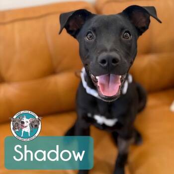 Labrador Retriever and Pit Bull Terrier Dogs Available for Adoption - Shadow Mini Hershey Kisses | PetCurious