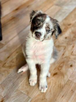Taz -  Australian Shepherd and Border Collie Dog for Adoption in Paso Robles, California - Taz | PetCurious