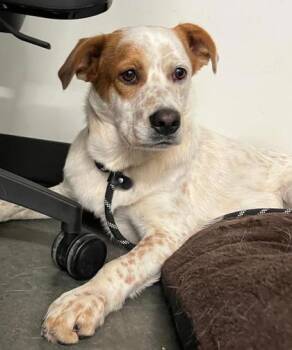 Bingo from Bluey -  Mixed Breed Dog for Adoption in Atlanta, Georgia - Bingo From Bluey | PetCurious