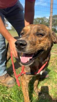 Mason -  Dutch Shepherd Dog for Adoption - Mason | PetCurious