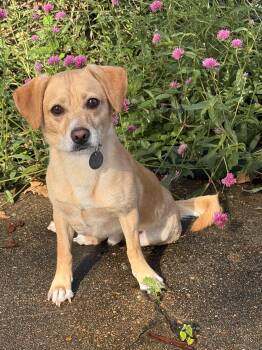 Gerard -  Beagle Dog for Adoption in Houston, Texas - Gerard | PetCurious
