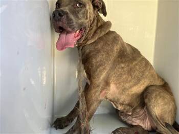 ASIA -  Pit Bull Terrier and Mixed Breed Dog for Adoption in Houston, Texas - ASIA | PetCurious