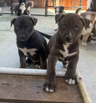 Labrador Retriever Dogs Available for Adoption - Marilynn