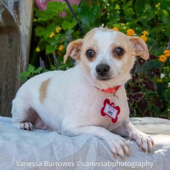 Urd -  Chihuahua Dog for Adoption in Wake Forest, North Carolina - Urd | PetCurious