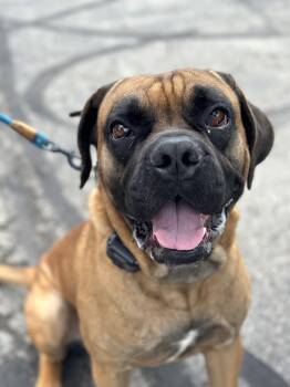 Rome -  Mastiff Dog for Adoption in New Albany, Ohio - Rome | PetCurious