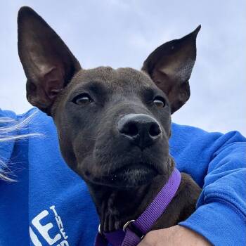 Mixed Breed Dogs Available for Adoption in Glen Rock, New Jersey - Flora | PetCurious