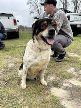 Rescue English Springer Spaniel and Beagle Dogs for Adoption in Troy, Alabama - James | PetCurious