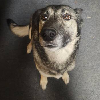 Husky and Border Collie Dogs Available for Adoption - Mocha | PetCurious