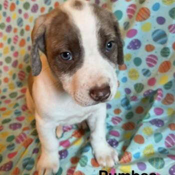 American Staffordshire Terrier and Mixed Breed Dogs Available for Adoption - Pumba | PetCurious