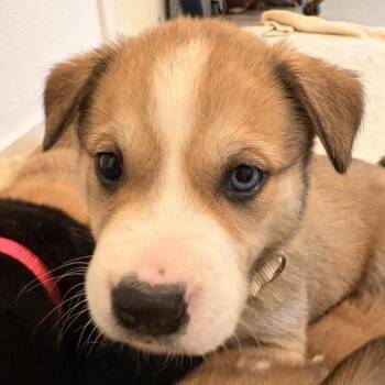 Mixed Breed Dogs Available for Adoption in Bellingham, Washington - Scout | PetCurious