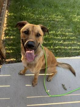Keanu #3 -  German Shepherd Dog and Golden Retriever Dog for Adoption in Denver, Colorado - Keanu #3 | PetCurious